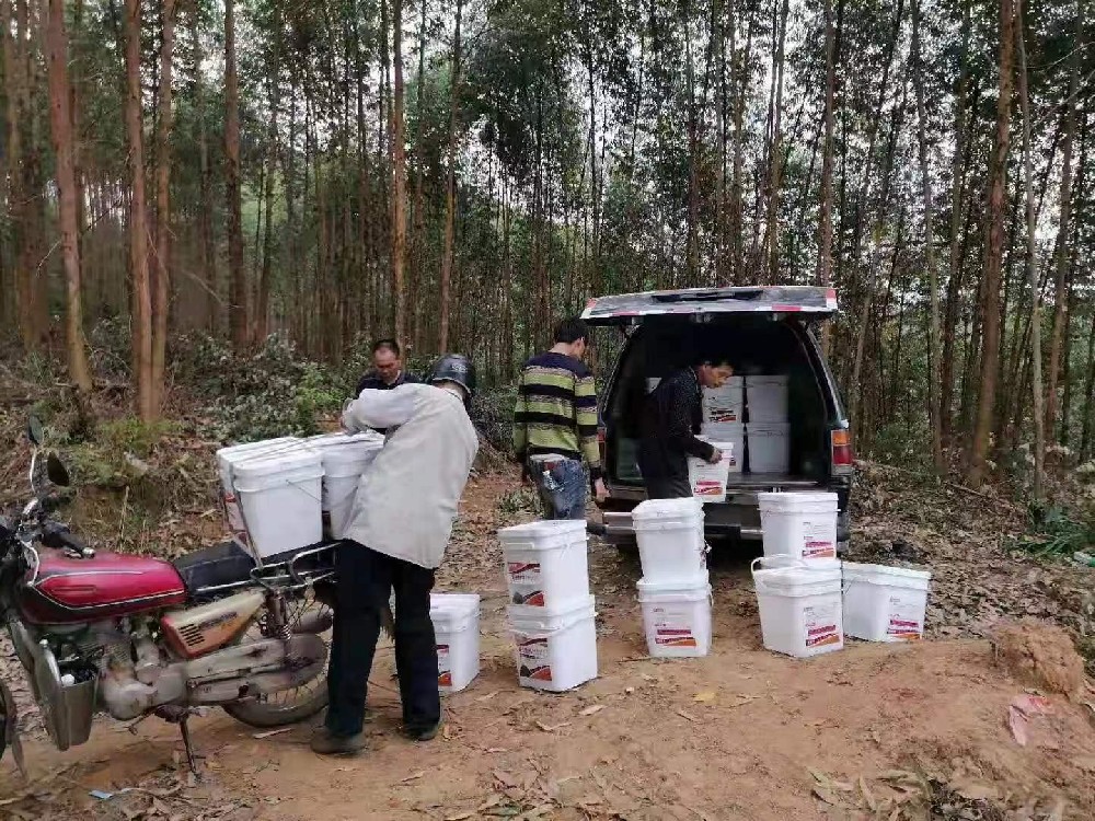 桉树种植技术及桉树大颗粒施肥？